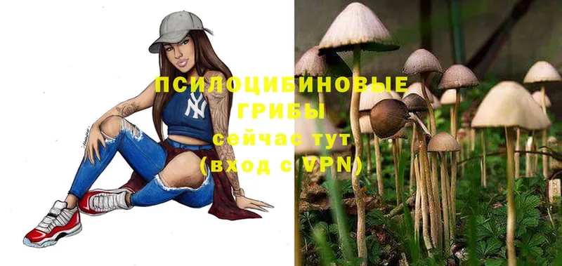 купить   Электросталь  Галлюциногенные грибы Psilocybine cubensis 